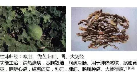 农村身边的中草药主治与功效,中草药全图谱与功效