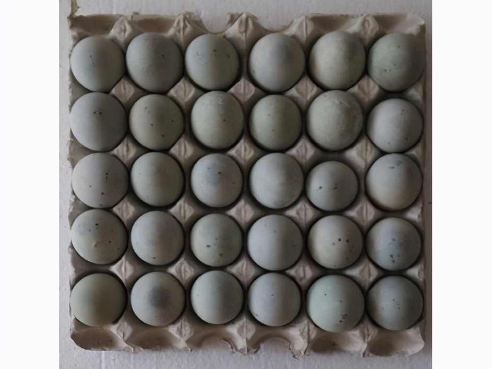 央视曝光流油的海鸭蛋20个,央视曝光海鸭蛋一戳就出油