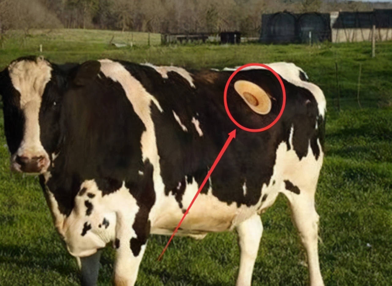 牛身上掏一个洞这对牛有何影响,牛身上为什么要掏个洞