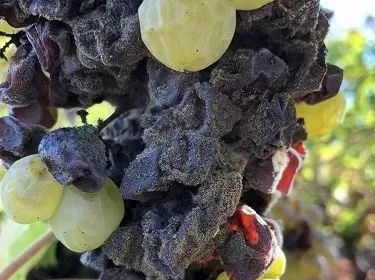 2019波尔多手册,中级应试指南课程讲解