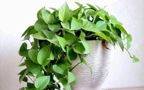 绿萝叶子下垂怎样补救,绿萝蔫了下垂变黄怎么补救