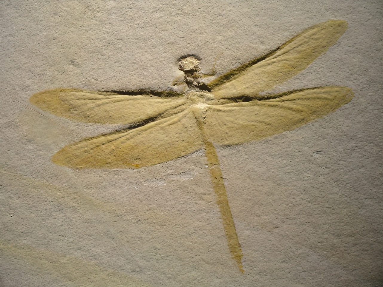 蜻蜓为什么捕猎成功率100%,蜻蜓是最厉害的昆虫吗