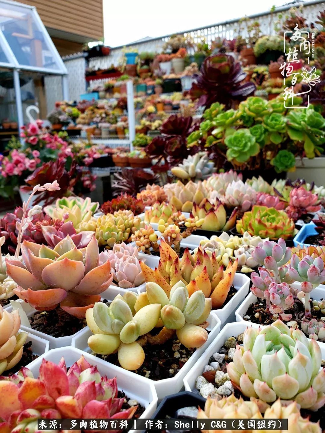 美国纽约有多少华裔人,美国纽约有多少个华人