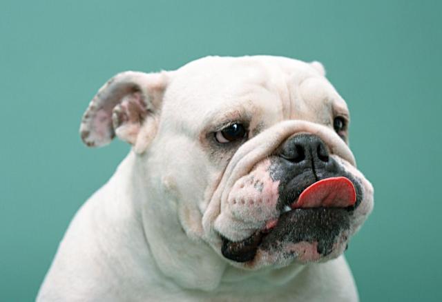 面对狗狗的乳房发炎，你知道该如何解决吗？