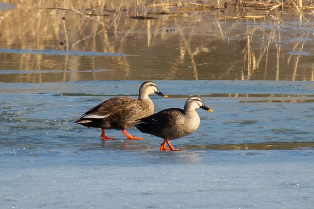 涂上黄色的“润唇膏”，TA就是野鸭中最靓的仔