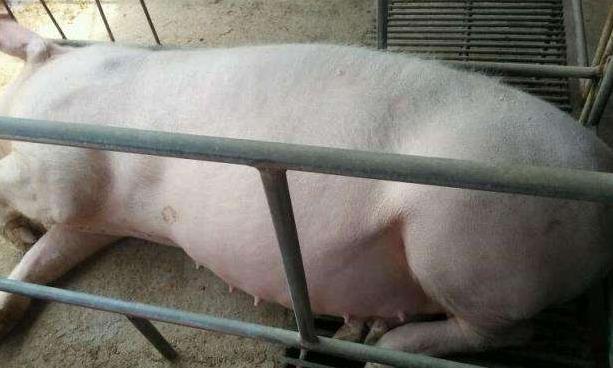 母猪常见五种疾病,母猪的常见疾病和防治方法