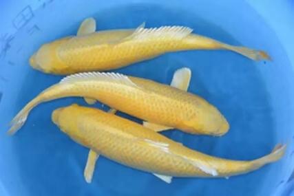 观赏鱼身溃烂用什么药,观赏鱼的水霉病可以治愈吗