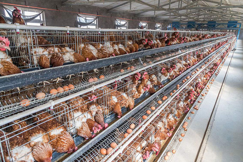 蛋鸡软壳蛋,蛋鸡出现沙皮蛋咋治疗