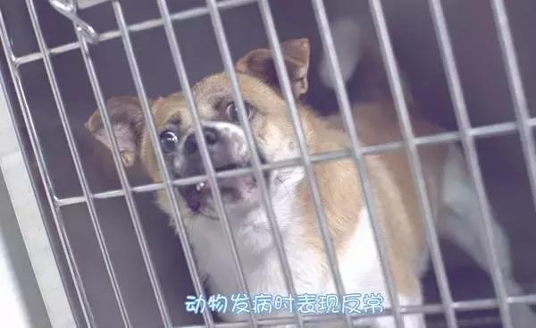 辟谣!被狗狗舔一口就会致死?别被断章取义的假新闻骗了!