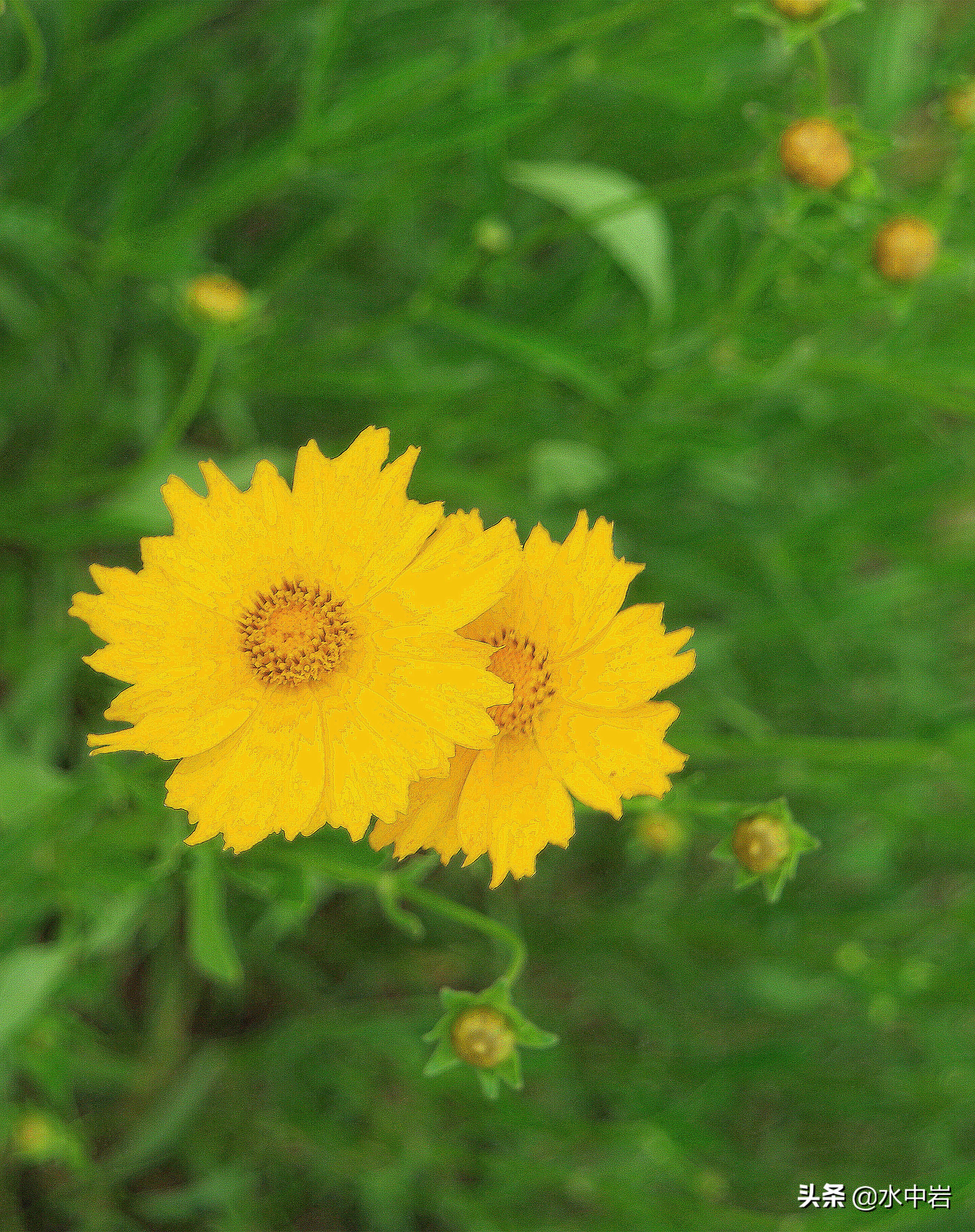 长江流域发生了几次大型洪涝灾害,江苏历史上遭遇的洪水