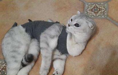 猫咪得了乳腺瘤怎么办,猫咪肿瘤要怎么治疗