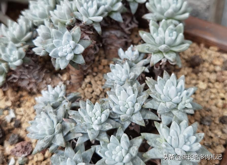 网购的群生玉露干瘪怎么办,网购多头群生多肉怎么上盆