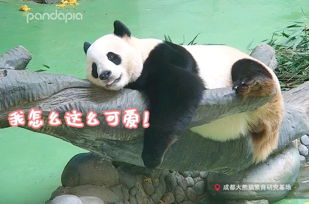 不能出去玩怎么办?滚滚表示在家也可以很快乐