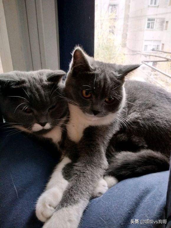 “我家猫咋又尿血啦”，猫咪自发性膀胱炎反反复复，猫奴们了解吗