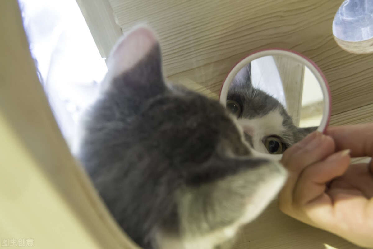 猫咪掉毛特别厉害该怎么办,猫咪掉毛严重怎么办