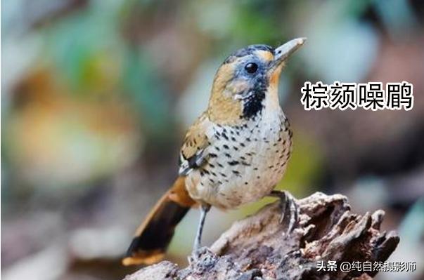 画眉品种有哪些,画眉科的鸟类大全