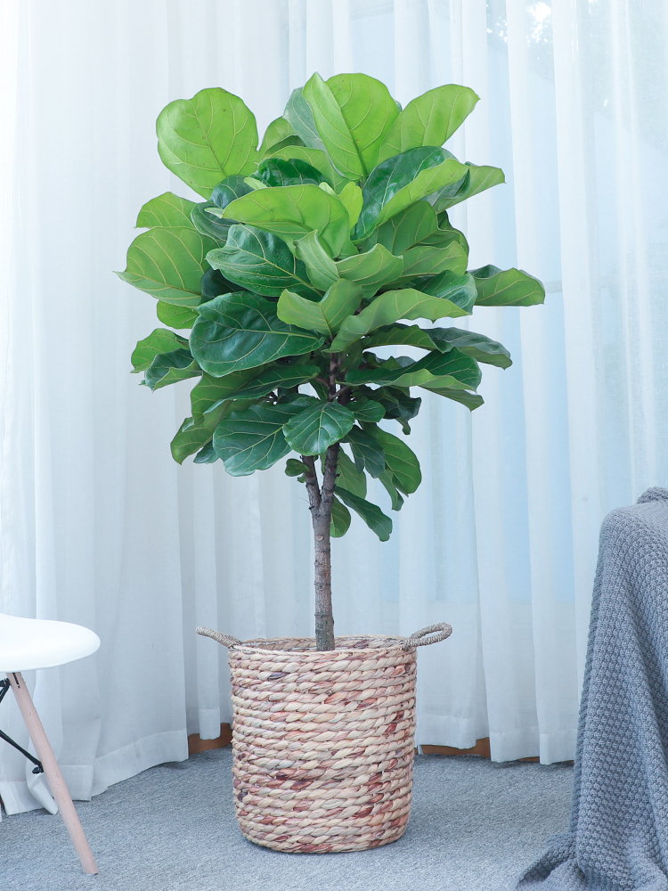 人养花一时养人一生,人养花同时花也养人