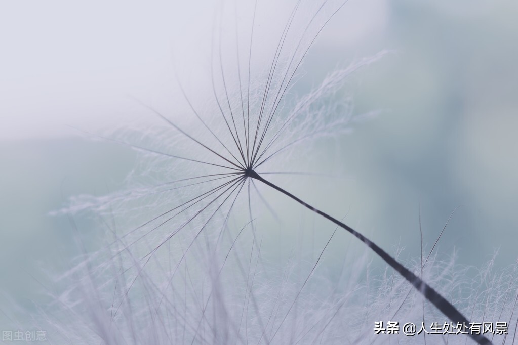 写作|种子的旅行|杨柳风习作点评
