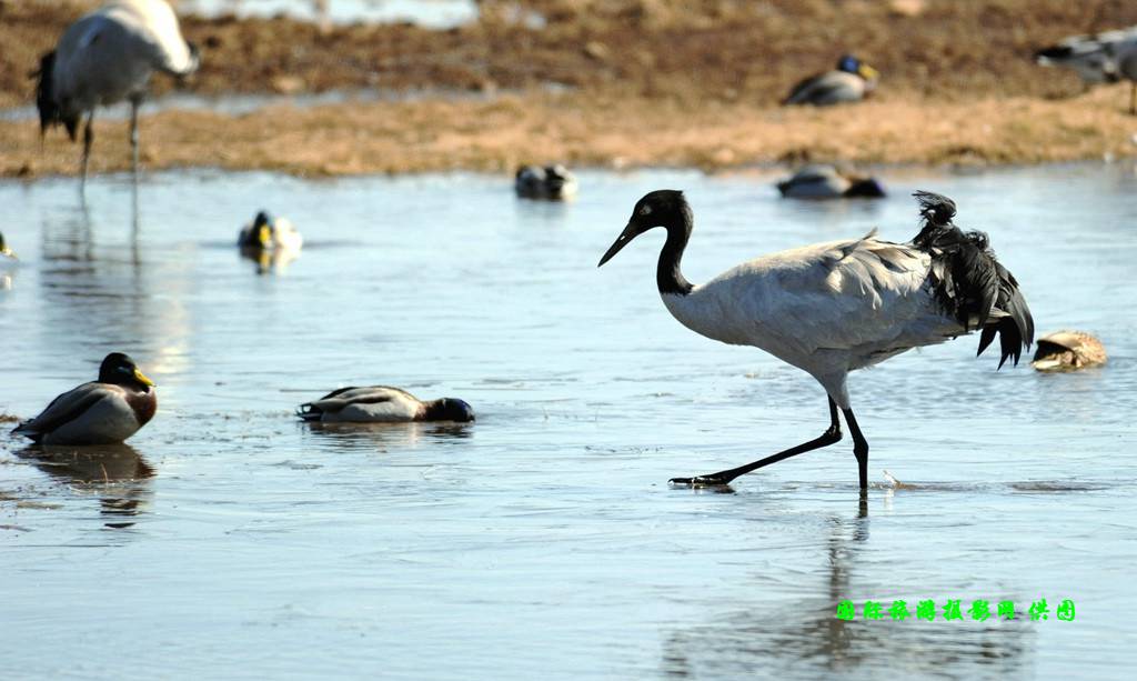 云南昭通大山包黑颈鹤攻略,云南黑颈鹤旅游