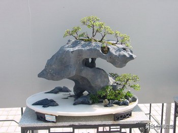 丛林式盆景欣赏,盆景欣赏及制作