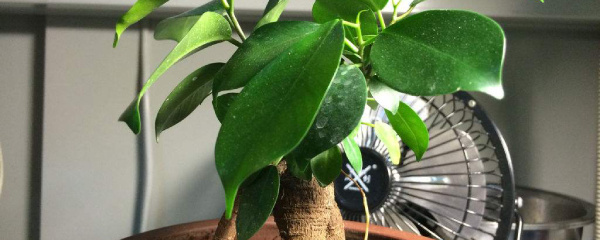 人参榕树盆景叶子掉光了怎么补救,小榕树叶子发黄掉叶子怎么回事