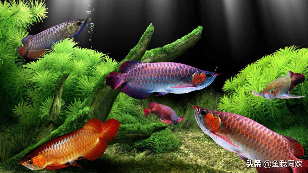 养龙鱼缸里需要放什么,龙鱼状态不好趴缸下药就暴毙了