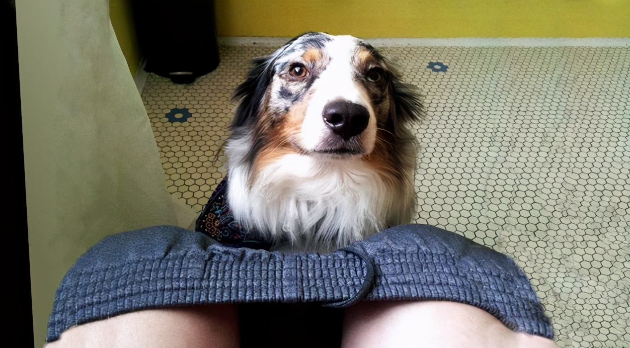 狗狗做了感人的事,暖心举动狗狗