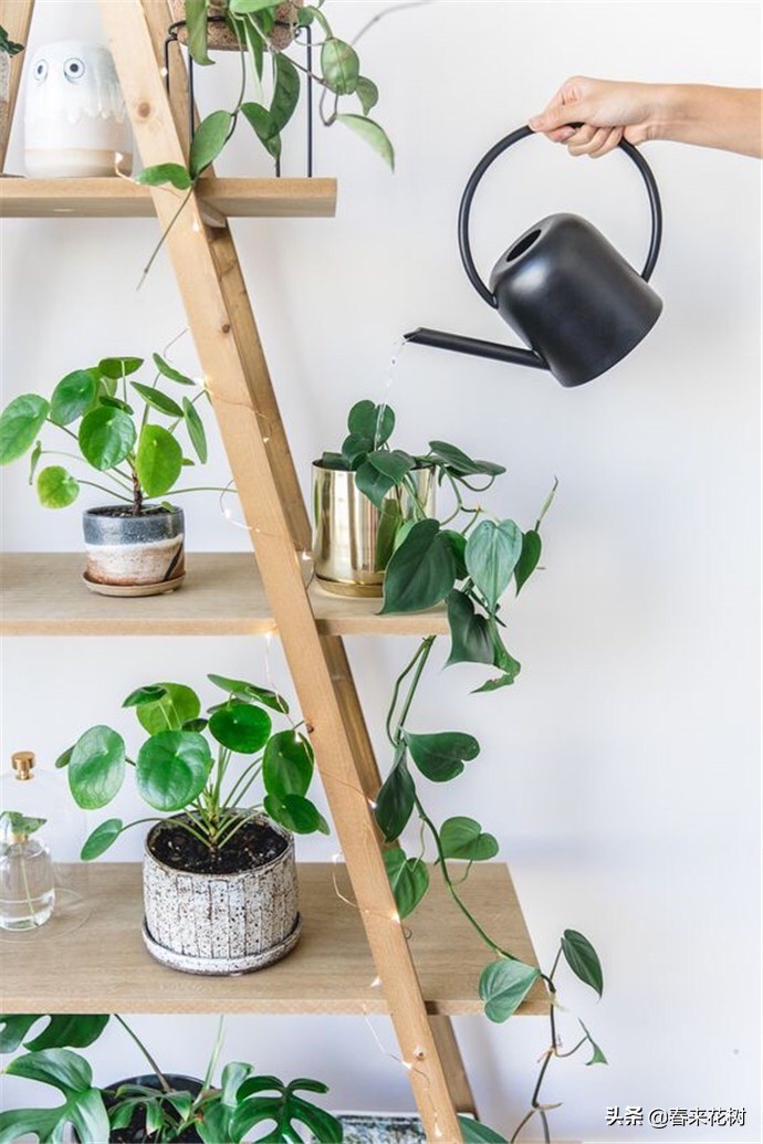 出差旅行又担心花草没浇水干死?学会三招,出去多久都不用担心