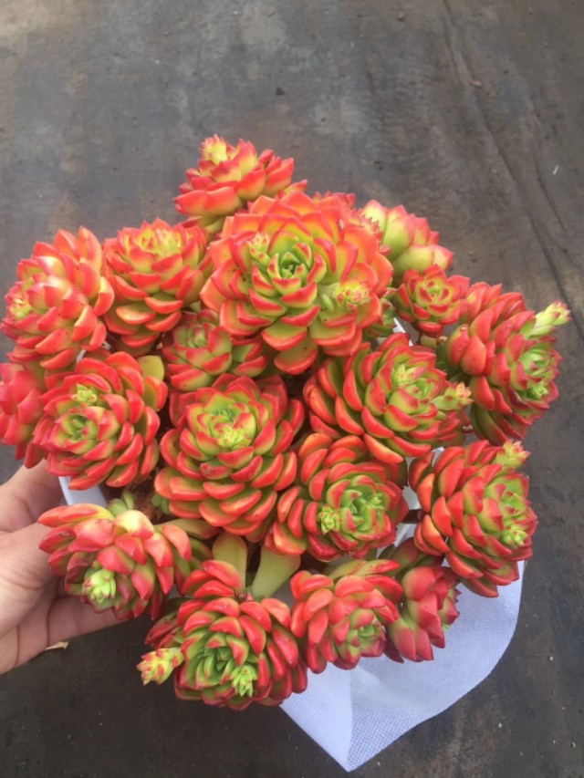 蒂亚多肉植物怎么养,多肉蒂亚小苗怎么养好