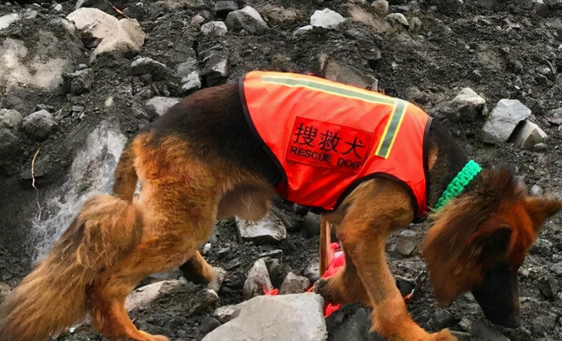 为什么德国牧羊犬这么受大家欢迎,德国牧羊犬实力到底有多强