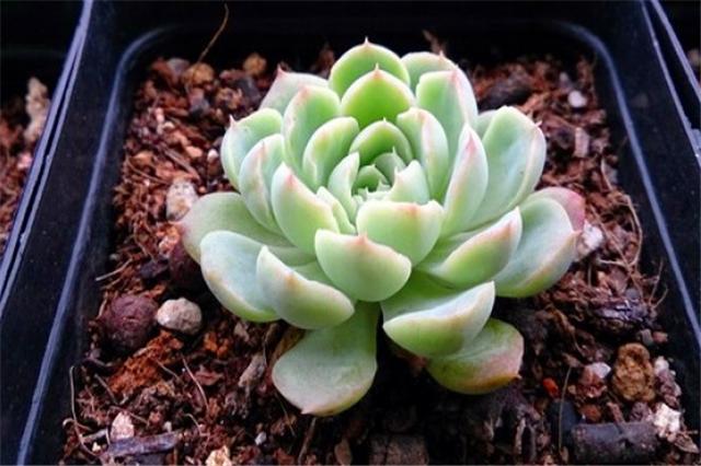 夏季养多肉冰梅方法,多肉冰梅如何养护