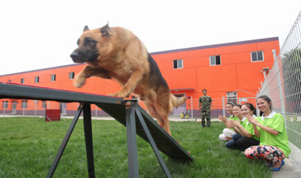 成都派多格训犬学校训犬基地,派多格训犬学校训犬一般要多少钱