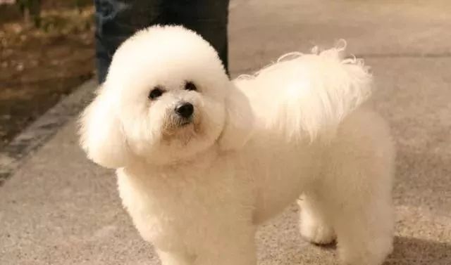 适合小学生养的狗最便宜的小型犬,智商最高的狗狗品种小型犬