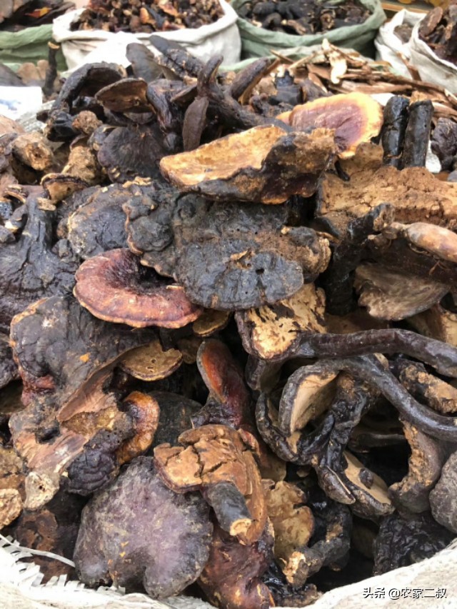 野生赤灵芝直播间,野生赤灵芝怎么吃