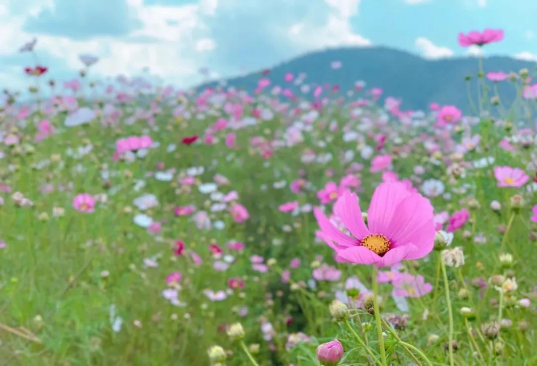 滇池边绝美花海,滇池南岸花海