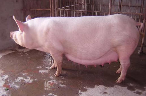 夏季养母猪需要注意什么,养母猪夏季怎样降温