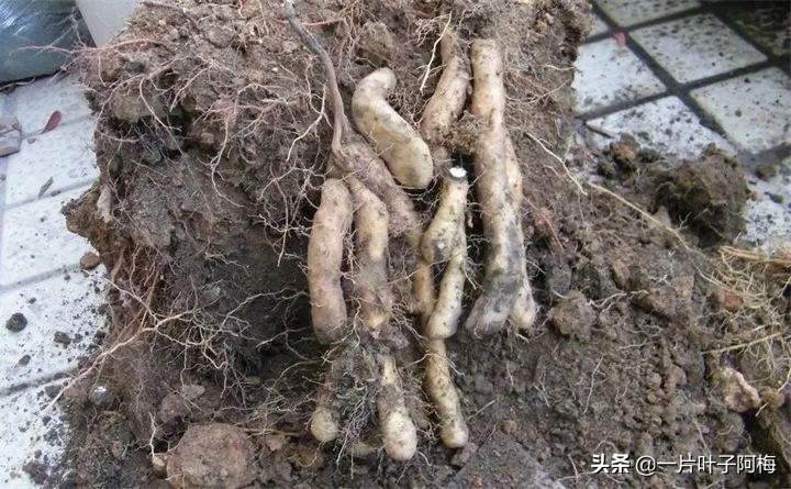 一节山药丢水里，疯狂长藤“冒金豆”，赏叶又吃豆，*管双**齐下