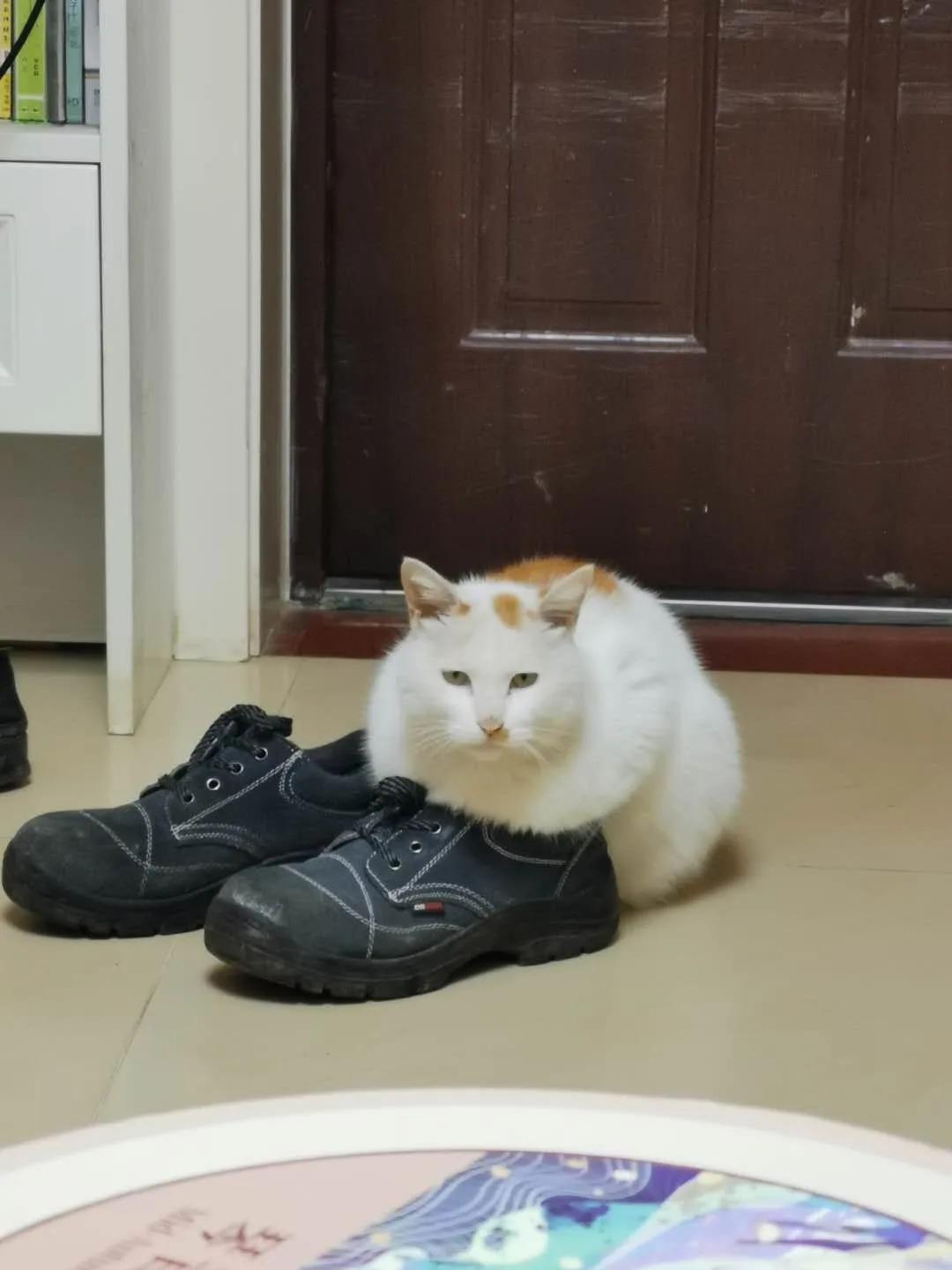 大橘猫和主人被骚扰,橘猫被主人骚扰