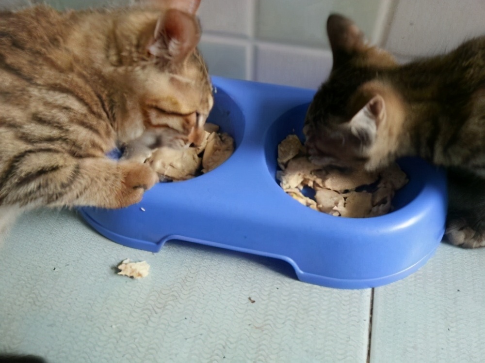 这6种食物是猫咪的最爱,这六种食物猫咪千万要少吃