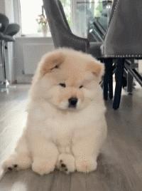 狗狗的宝宝,狗狗的宝宝日常