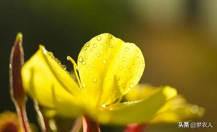 以清净心看世间以欢喜心度生活,以清净心看世界用欢喜心过生活
