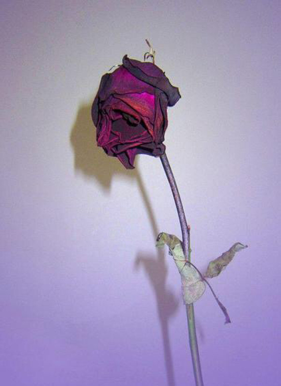 520游荡在渣男池中的一尾悲伤金鱼