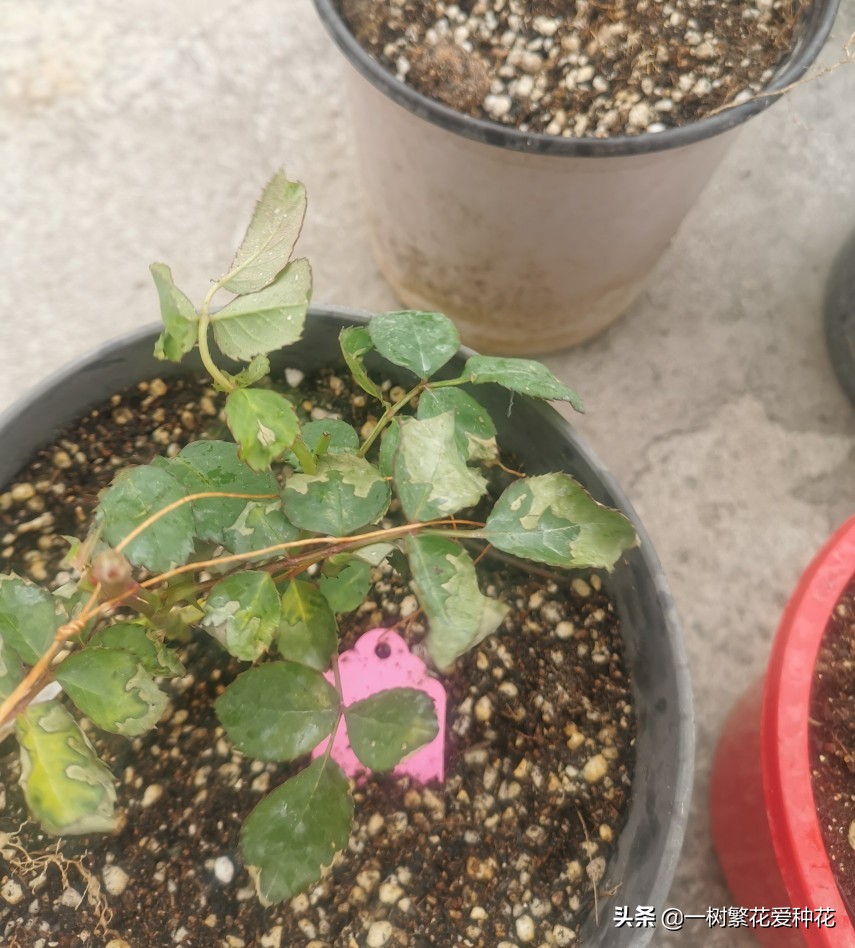 月季开花晒了太阳蔫了补救,月季叶子枯萎像缺水了一样