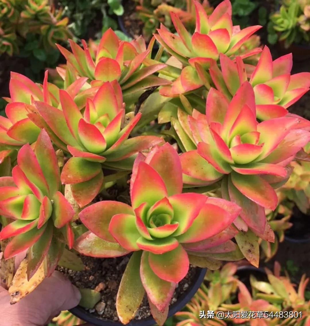 火祭养殖方法和注意事项,单头火祭怎么养才能爆盆