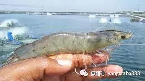 为什么虾病治不好,正确的处理虾的办法