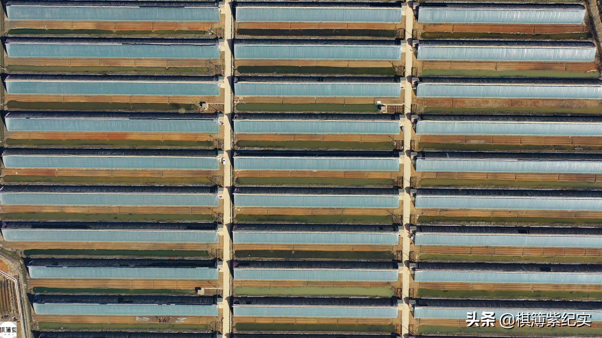 草莓王传奇：200多个大棚，实施空中草莓计划，明年手机遥控草莓