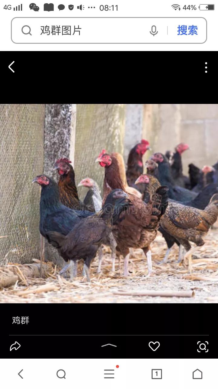 守岁梁子里赏析,守岁梁子里现代文阅读