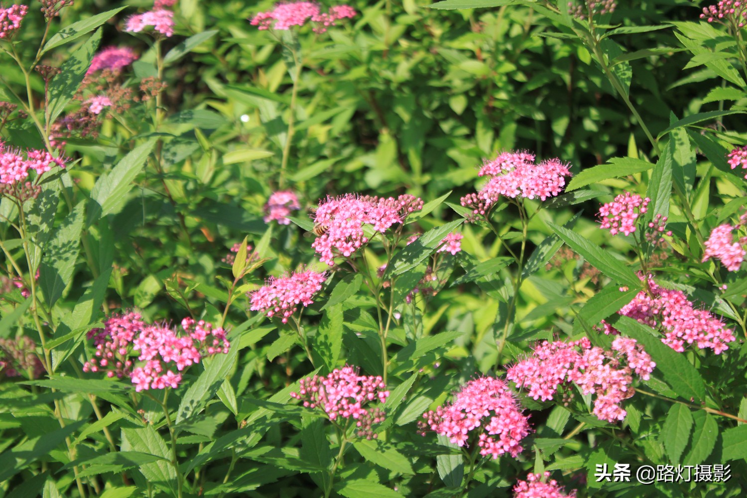 太湖龙之梦古镇乐园,太湖龙之梦乐园免费吗