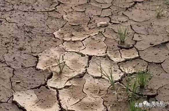 你买的益生菌很可能是假的,果根宝微生物菌剂靠谱吗