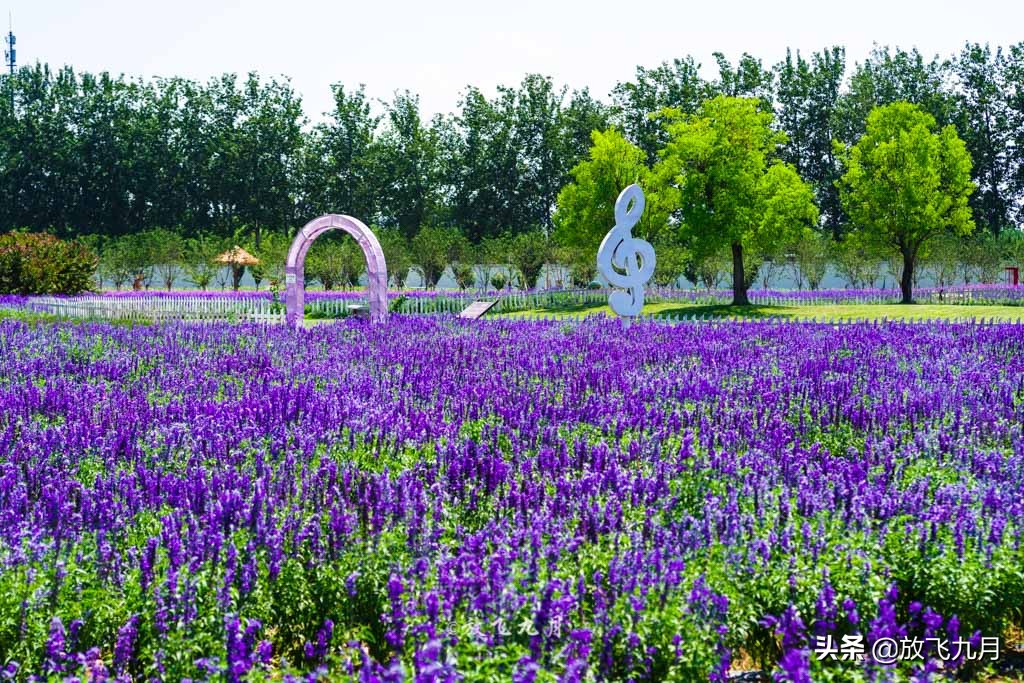 北京哪里有薰衣草花海景点,北京附近的六环外薰衣草花海
